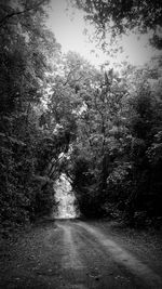 Road amidst trees in forest