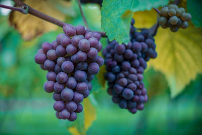 Close-up of grapes hanging in vineyard