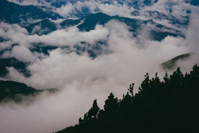 Low angle view of trees against sky