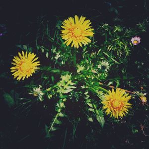 Close-up view of yellow flowers