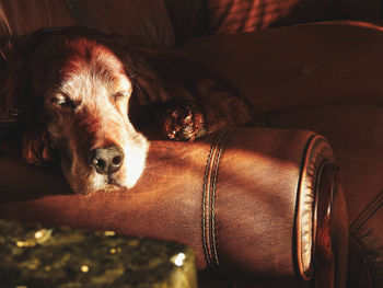 Close-up of dog sleeping on sofa at home