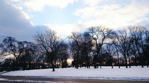 Bare trees on snow covered field