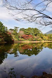 Reflection of trees in lake