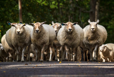 Portrait of sheep in summer in stockholm city