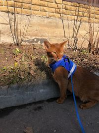 View of a dog looking away