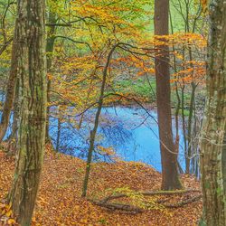 Autumn leaves on tree trunk