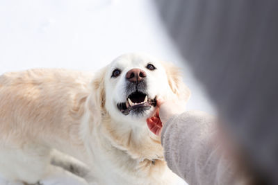 Young beautiful woman and her golden retriever dog having fun in winter.