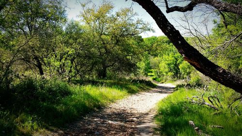 Footpath amidst trees