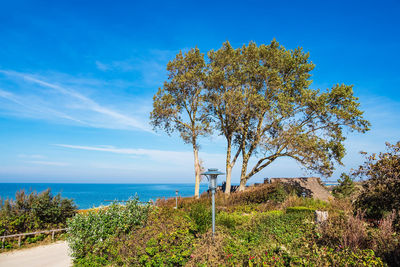 Tree by sea against sky