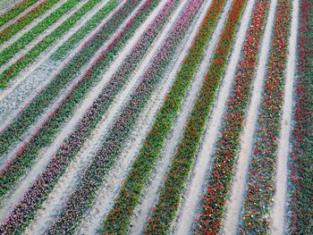 Aerial view of a field full of tulips