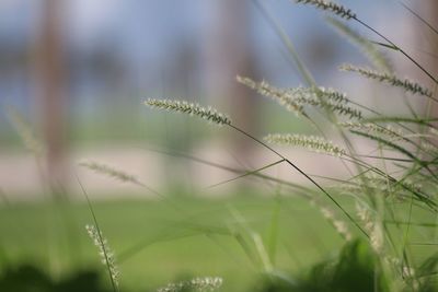 Close-up of plant