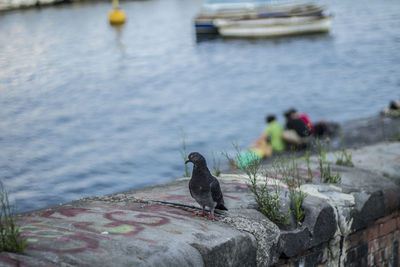 Close-up of bird perching on retaining wall