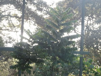 Low angle view of trees in forest