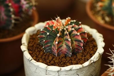 Close-up of succulent plant in basket
