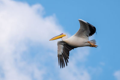 Low angle view of bird flying in sky