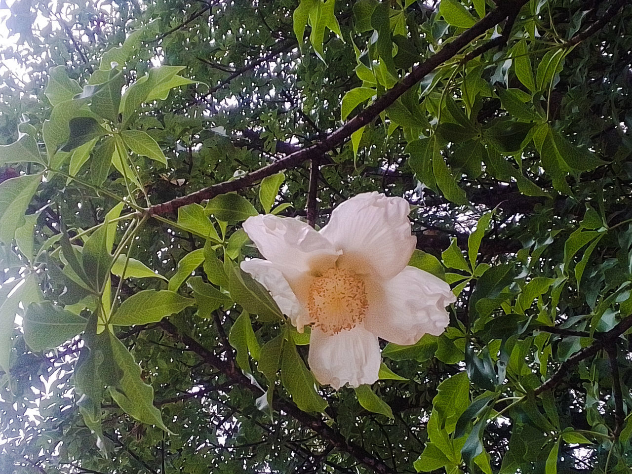 plant, growth, flower, beauty in nature, flowering plant, tree, freshness, nature, fragility, white, blossom, petal, leaf, green, plant part, no people, close-up, inflorescence, flower head, shrub, day, low angle view, outdoors, branch, springtime, botany