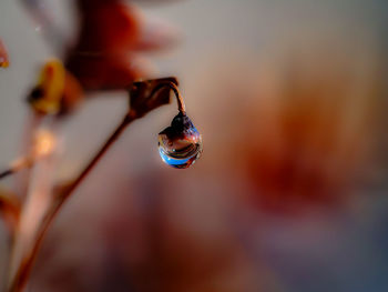 Close-up of droplet on plant