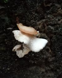 Close-up of a mushrooms