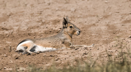 Close-up of rabbit on field