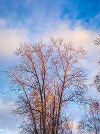 Close-up of flower tree against sky