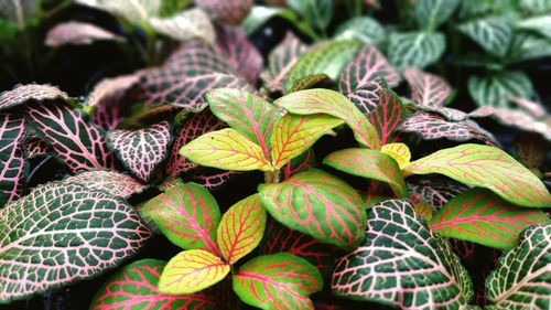 Close-up of fresh green leaves