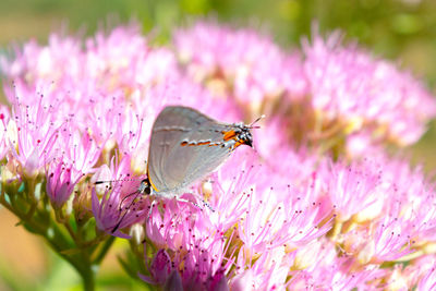 Warm days are still here butterfly on pink flowers 
