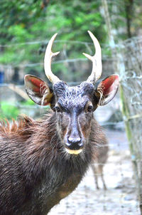 Close-up portrait of deer