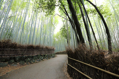 Footpath amidst trees in forest