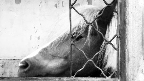 Side view of horse in pen