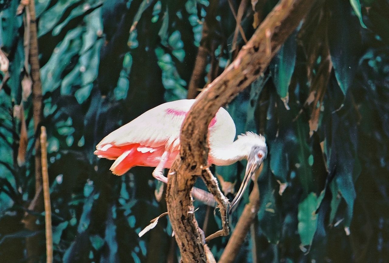 animal themes, one animal, animals in the wild, wildlife, bird, perching, focus on foreground, nature, branch, close-up, full length, beauty in nature, tree, side view, outdoors, day, no people, zoology, beak, plant