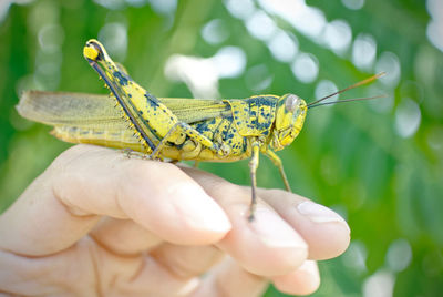 Close-up of cropped hand with grasshopper