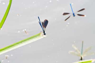 High angle view of insect on leaf