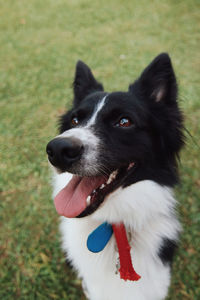 Close-up of dog sticking out tongue on field