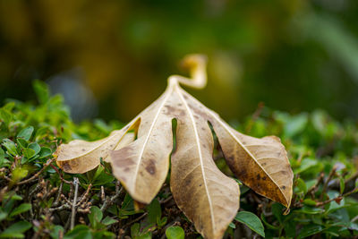 Close-up of dry leaves on land