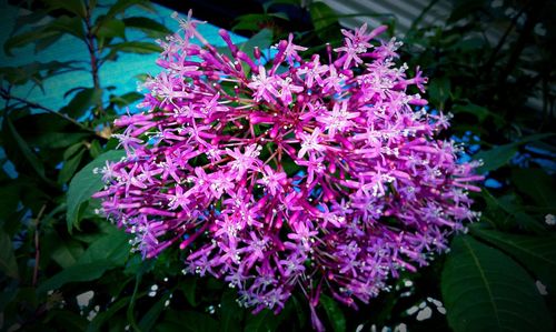 Close-up of pink flowers