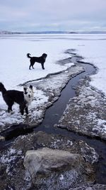 Dog in a snow