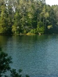 Scenic view of lake in forest