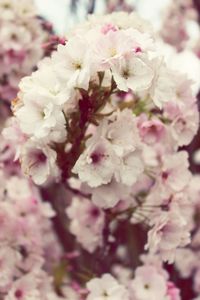 Close-up of pink flowers blooming in park