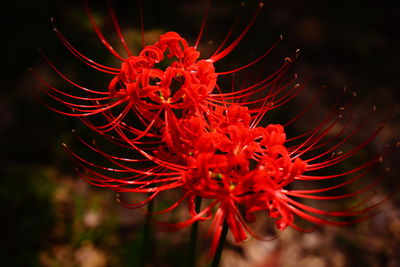 Close-up of red flower blooming