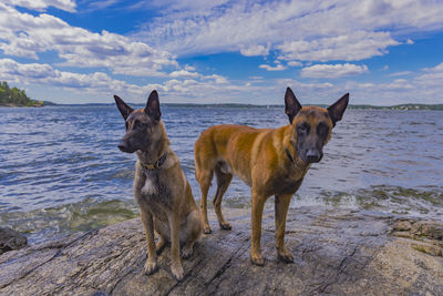 Dogs sitting by the sea