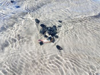 High angle view of dog on beach