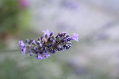 Close-up of purple flowers blooming outdoors