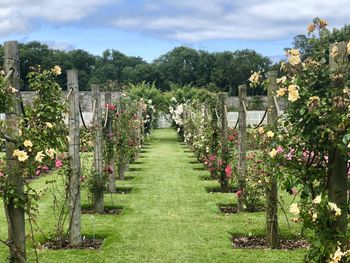 Scenic view of flowering plants and trees on field against sky