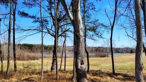 View of bare trees in field