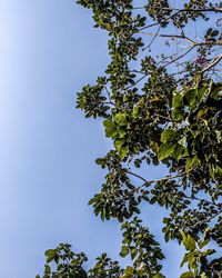 Low angle view of flowering plant against clear blue sky