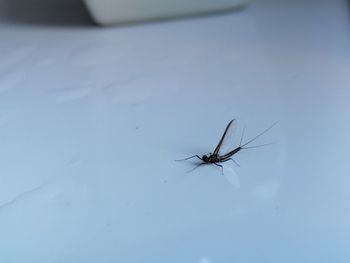 Close-up of fly on white background