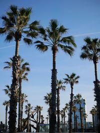 Low angle view of palm trees against sky