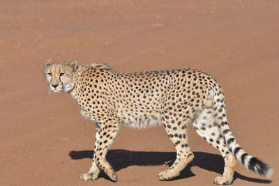 View of a cat on land
