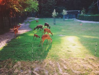 View of trees on landscape