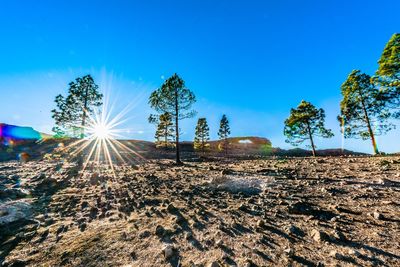 Plants growing on land against bright sun